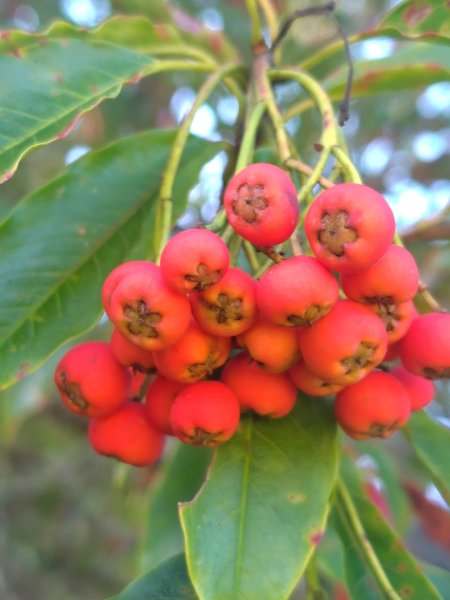 大雪山森林遊樂區 遊客中心 小神木 北三錐山 平石山西北峰2952869