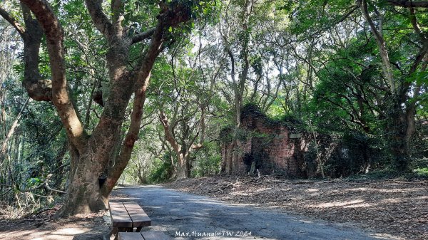 《彰化》富士櫻花｜花壇大嶺巷步道群及西來園（銀行山）登山步道202402132424707