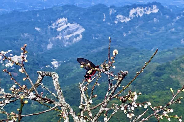 百年溫泉鄉的山色森旅：台南關子嶺雞籠山連走大凍山