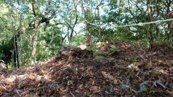 坪林區仁里坂橋-仁里坂山-金瓜寮土地公-仁里坂橋O型3132812