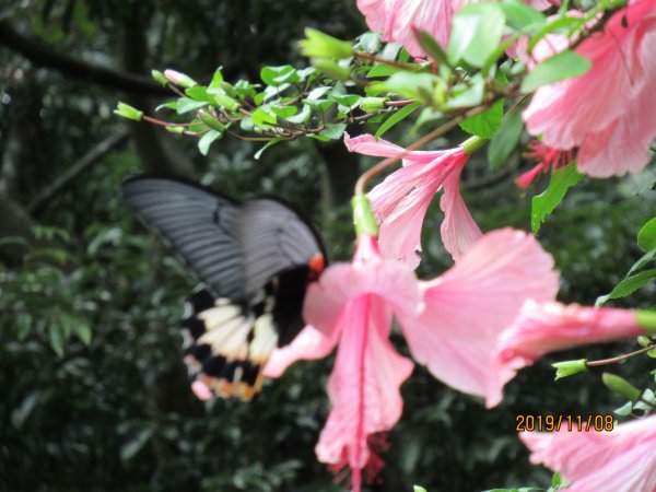 烘爐地南勢角山908496