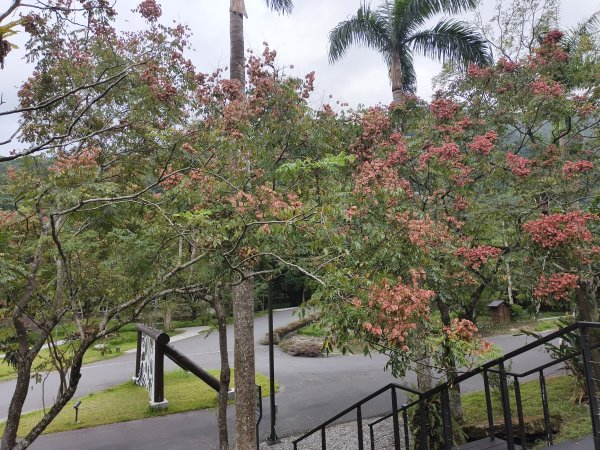 [漫遊縱谷 愛在花東-08/10] 2025_1012 林田山林業文化園區步道2913516