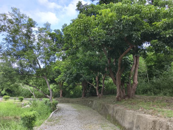 [漫遊縱谷 愛在花東-04/10] 2025_1011 羅山村竹林步道2913248