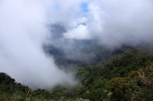 2018.06.16 加里山(大坪)352489