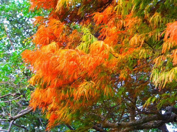 白鷺鷥山與大湖公園落羽松步道235785