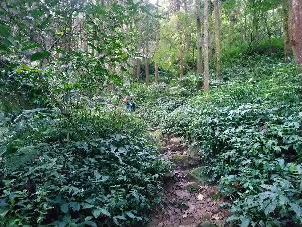 溪頭 南鳳凰山 天文台 神木O型 869809