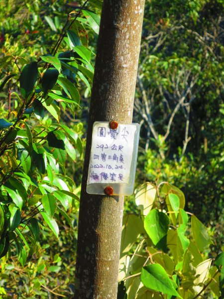 龍年首登的好選擇，鯉躍龍門，搭捷運來內湖爬三尖，鯉魚山、忠勇山、圓覺尖2426532