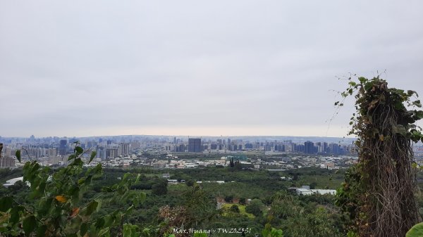 《台中》樹中有樹｜大坑步道6上7下O繞202502082708610