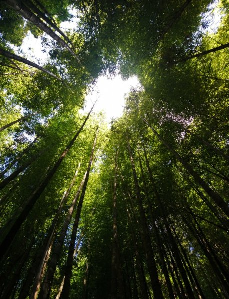 鳶嘴西稜O走（大崠山、長壽山、鳶嘴山）1073400