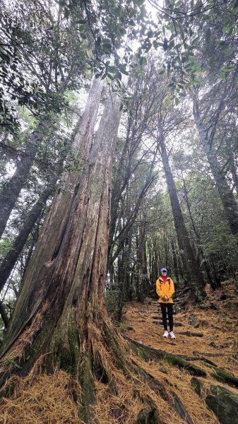 環繞在楓紅巨木和滿山翠綠的鞍馬山及大雪山小神木森林步道的悠哉山行記2996758