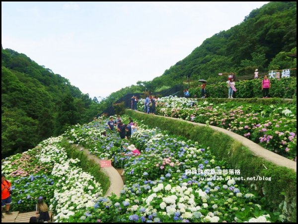 竹子湖繡球花季封面