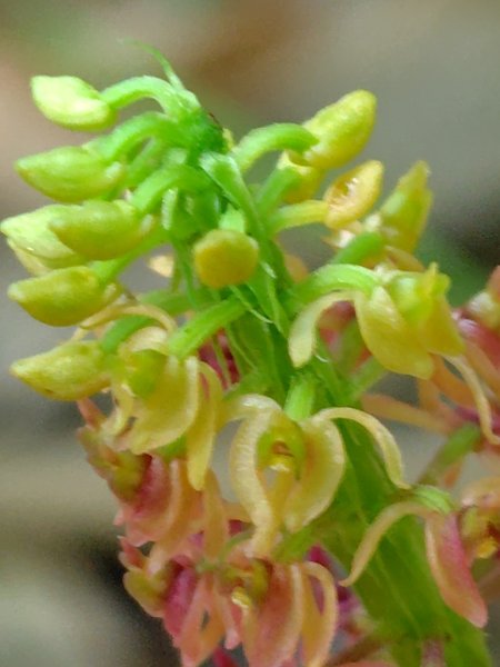 九彎仔步道2816555