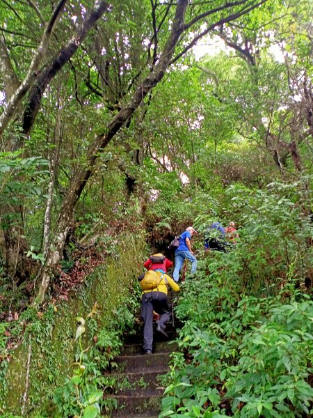 山清水麗的陽明山國家公園 (天母→猴洞→半嶺→湖山→陽峰古道→大屯瀑布→青春嶺→猴崁→竹子湖黑森林)1835218