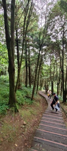 東眼山國家森林遊樂區2522646