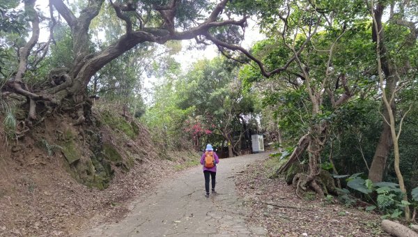 (姨婆趴趴走)第五十集:新北樹林大同山、青龍嶺、大棟山諸峰連走2751523