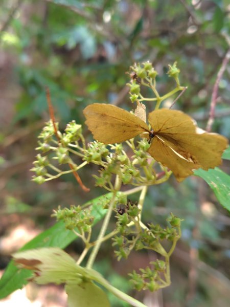 巒安堂、西巒大山2931651