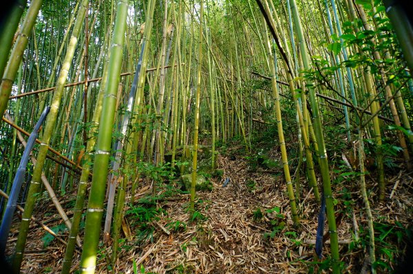 新竹 尖石 那羅山、煤源山3068654