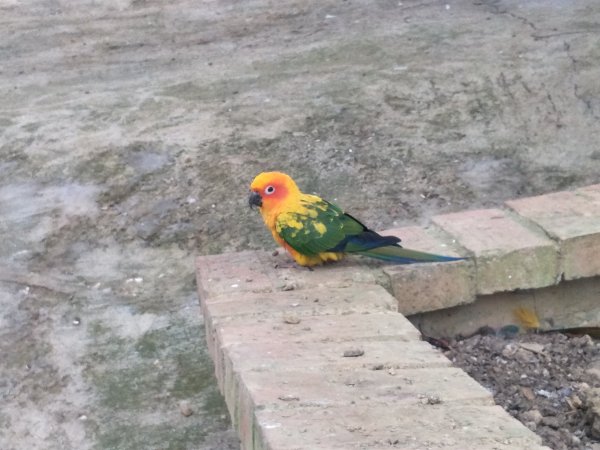 鳳凰谷鳥園生態園區1337192