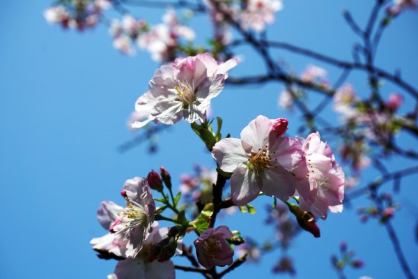 桃花源、三生的浪漫1642272