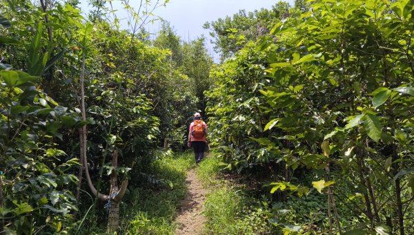 (姨婆趴趴走)第十集:攀登新北鶯歌蛋山，鶯歌郊山步道群縱走(二)2167987