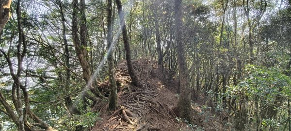2026/04/14 高島縱走P型3037523