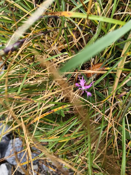 北一段(14/14)高山植物 2025_0906~132887655