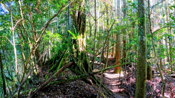 油羅山(一上三下)2959142