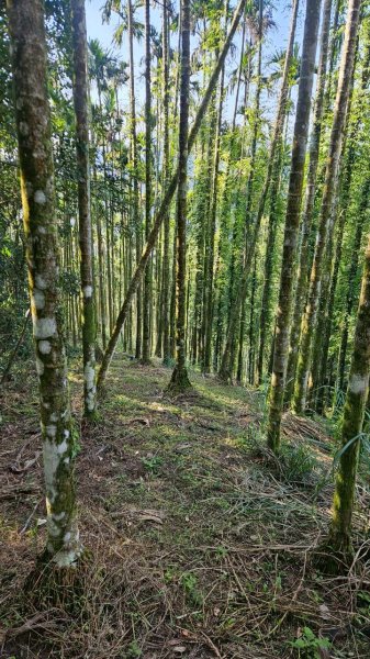 20260214五林縱走3000136