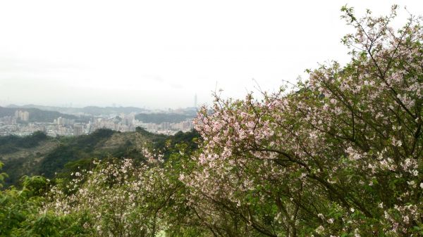 107.03.17 樟山寺 待荖坑 龍騰御櫻 員潭坑山 碧潭水舞290095