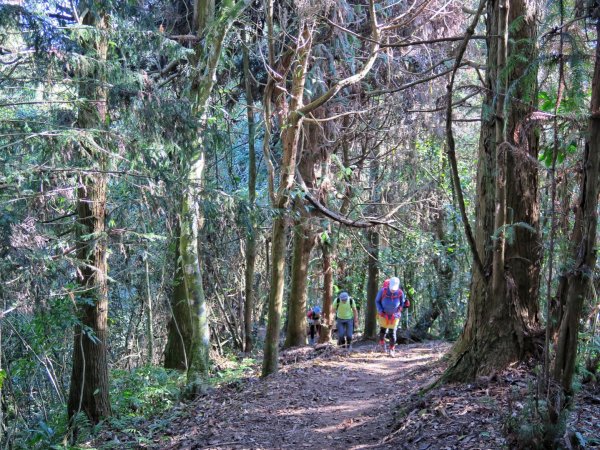 獵人古道 望美山 瓊山1584138