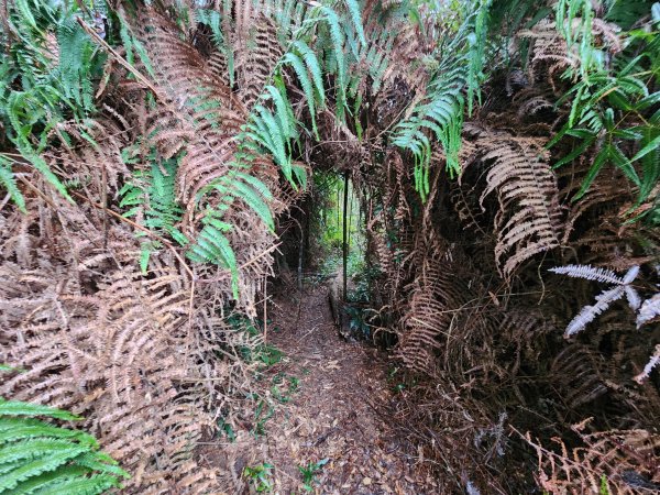 20241208上坪登五指山2683659