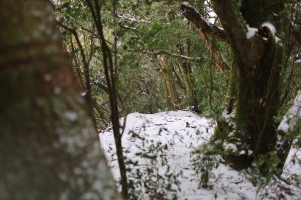 【塔曼山】雪季的糖霜白雪森林1234608