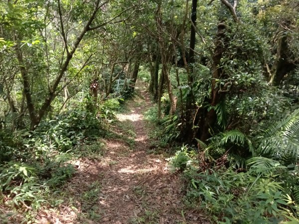 內湖區大丘田保甲路+開眼山+白石湖山+白石湖山東峰+大邱田山+消防山O型2858936