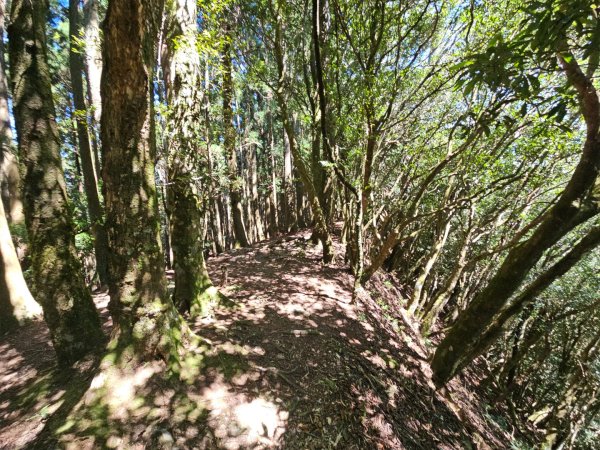 油羅山-2025森遊竹縣皮皮獅探險隊2910101