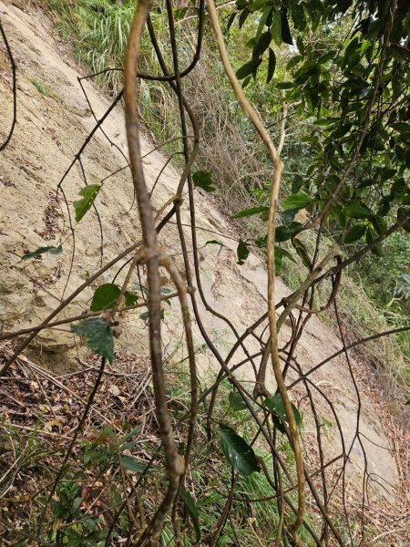 20241214竹崎15連峰(四大天王山到大湖尖山路況荒涼)2668998