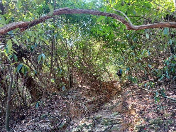 【屏東來義】屏東三大熱門登山路線之一。 小百岳集起來。 編號78小百岳-棚集山步道1711598