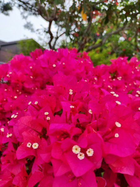 台中大甲鐵砧山2769486