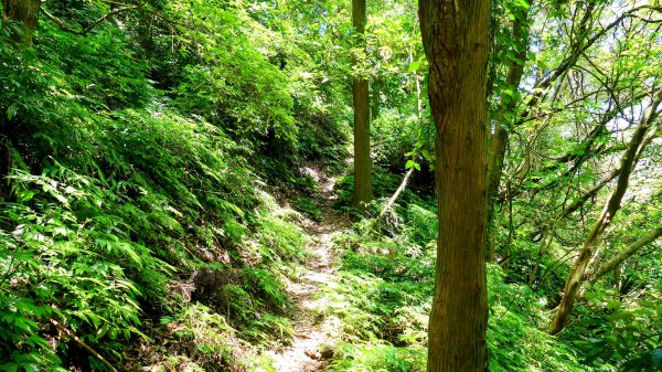 溪和宮,大尖山,擎天崗2823027