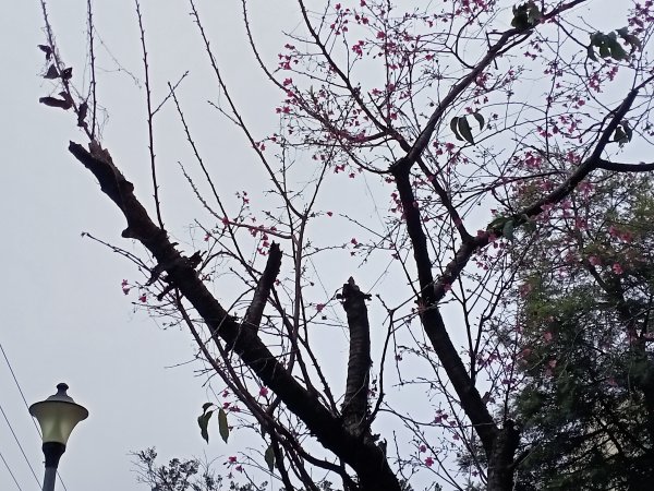 春暖花開的內湖文德三號公園、瑞陽公園、大港墘公園【齊心鞋力向前走】2025371