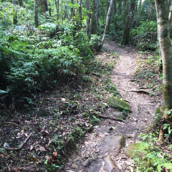 步道巡訪員│五指山步道三月巡訪日誌872633