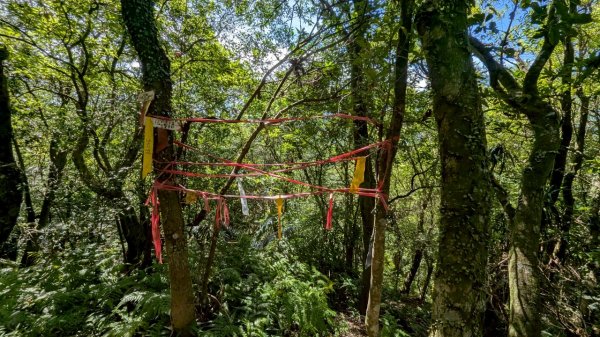 114.06.28內平林山-番子坑山-平湖森林遊樂區之O型2824241