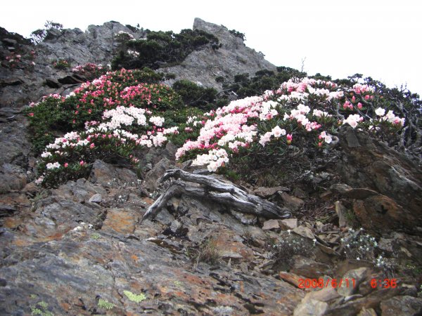 玉山暨阿里山之旅200806091954487