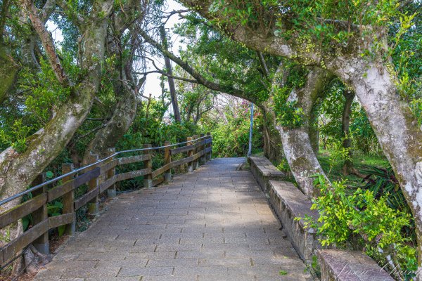 [台北]虎山親山步道、九五峰、南港山2911319