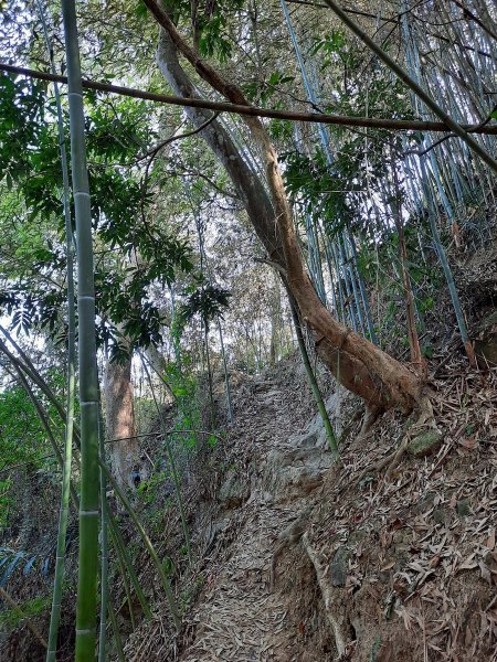 《南投》八通關古道（社寮線蜈蚣崙段）O型202101171239160