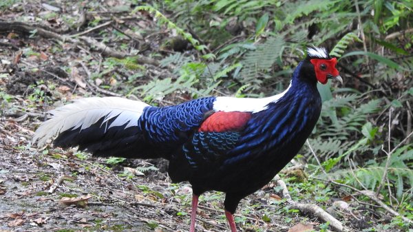 雲山水花鳥蝶-天龍國阿伯的日常6/22801940