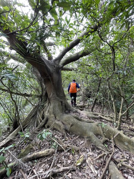 魚猴13連峰2757343