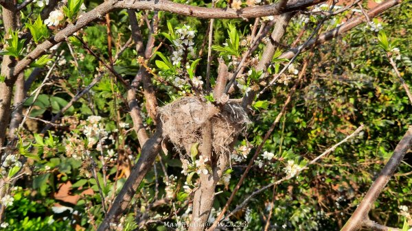 《彰化》桃李櫻美｜花壇虎山巖步道x大嶺巷富士櫻202503012723673