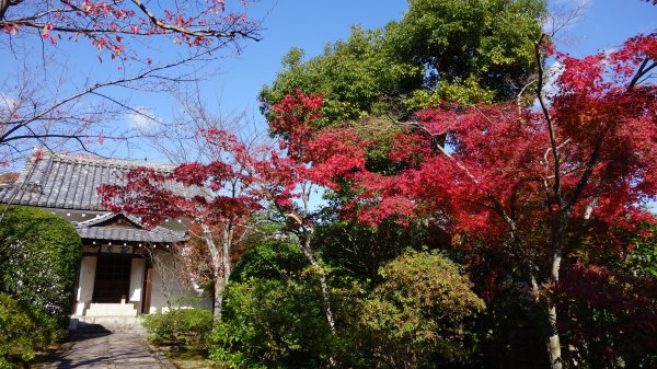 日本京都嵐山651976
