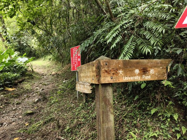 [百山百鳥尋旅-05/15] 2025_0830 溪頭賞鳥步道_觀景步道2875600