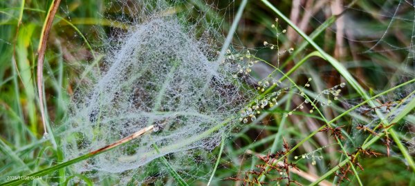 #太平山 #望洋山 #觀雲步道 #日出 #雲海 11/82931177